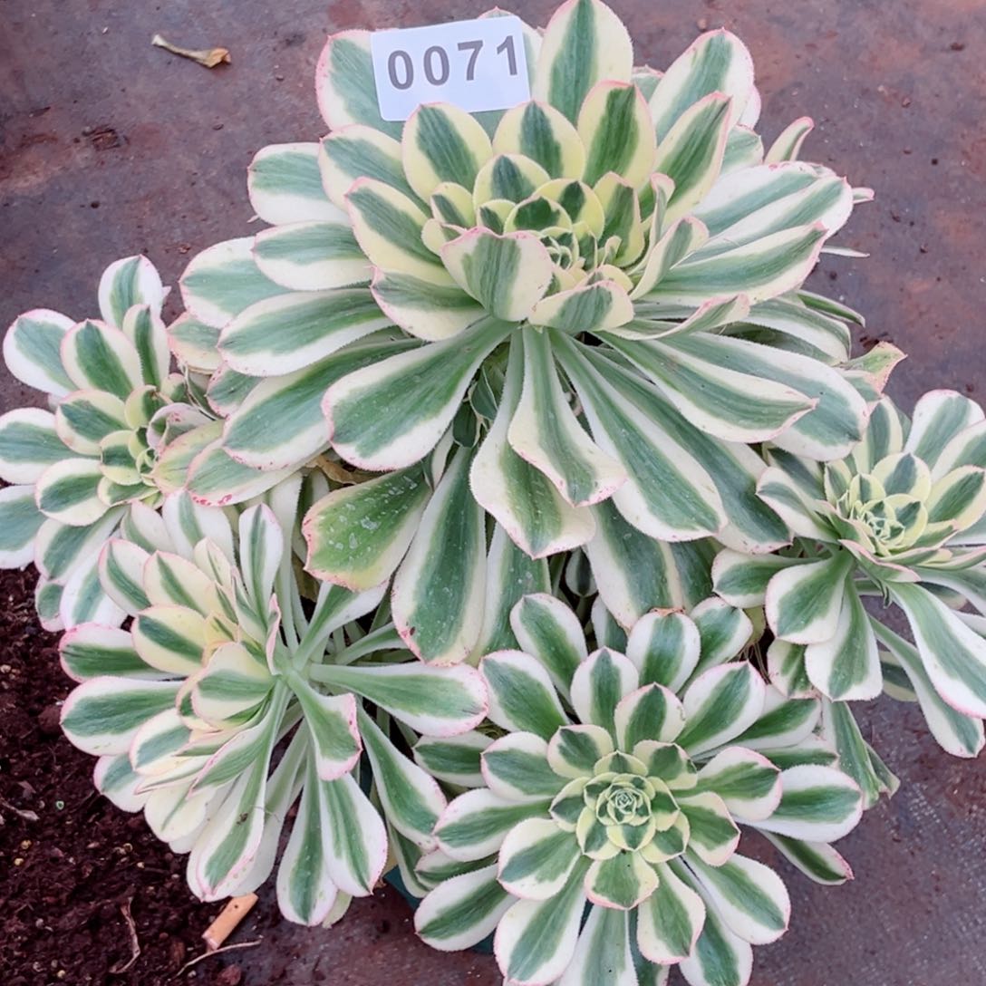 保时捷多肉特价发货