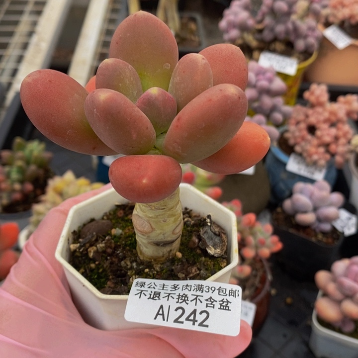 金蝉单头242多肉植物