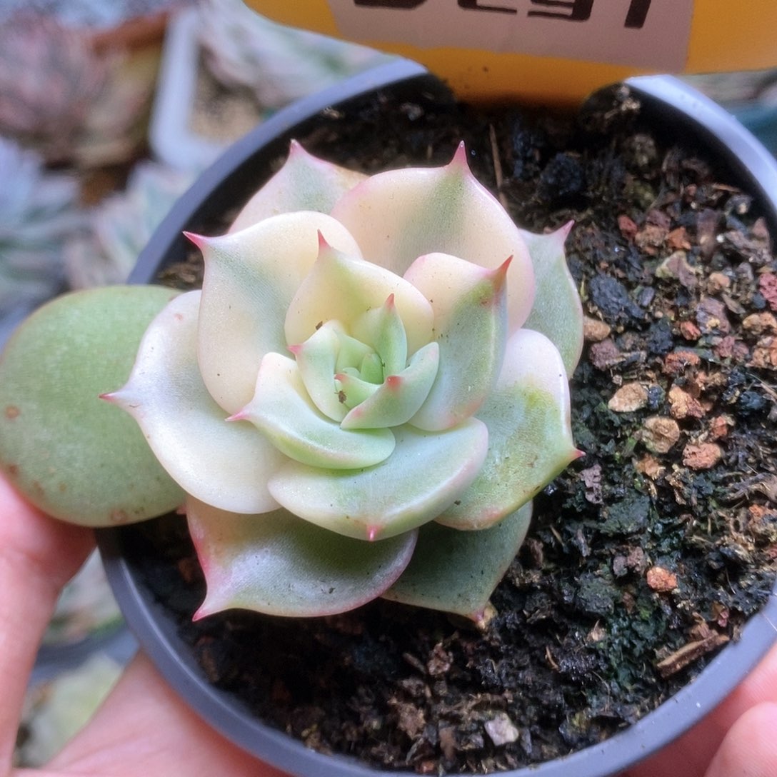 291贝加尔湖锦锦锦锦