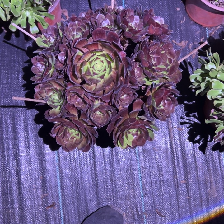 黑骑士多肉葡萄植物话花