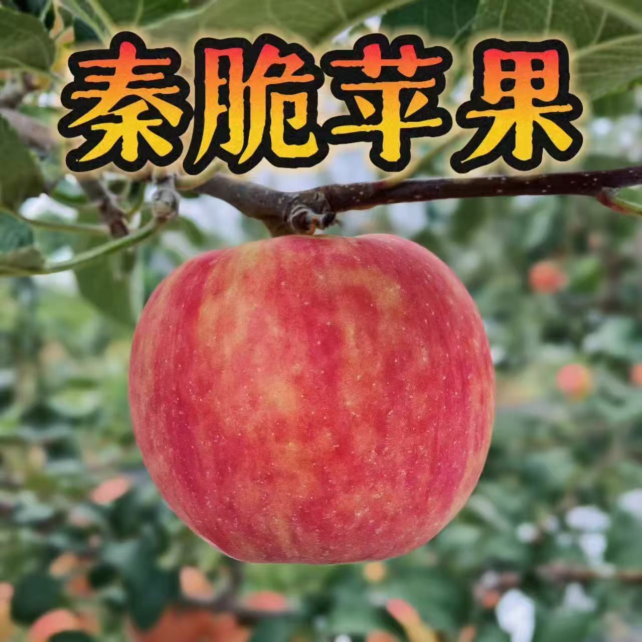 新品种秦脆苹果树苗嫁接红富士苹果苗南方北方种植耐寒秦脆苹果苗