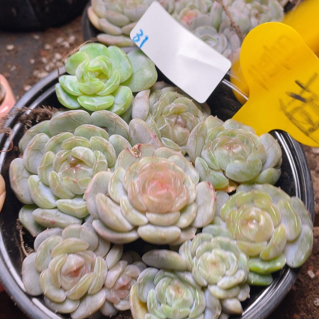 量拍多肉植物多肉植物31