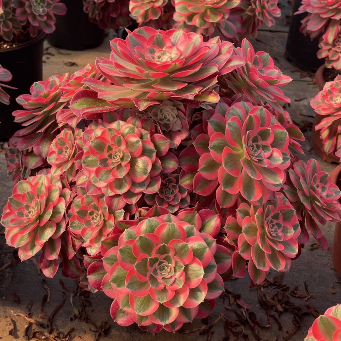 平****真206七彩石精品法师多肉