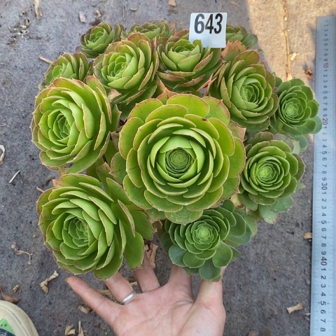 圣罗兰多肉植物法师不包损