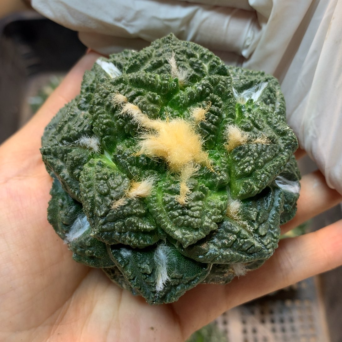      苗接 龟甲岩牡丹整体7公分起发 无根