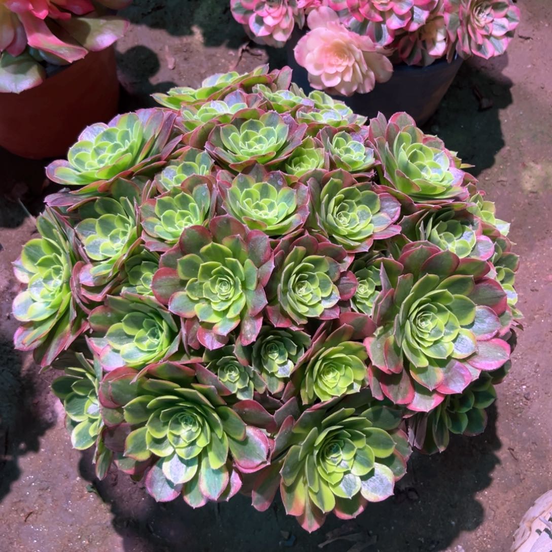 多肉植物奶白691