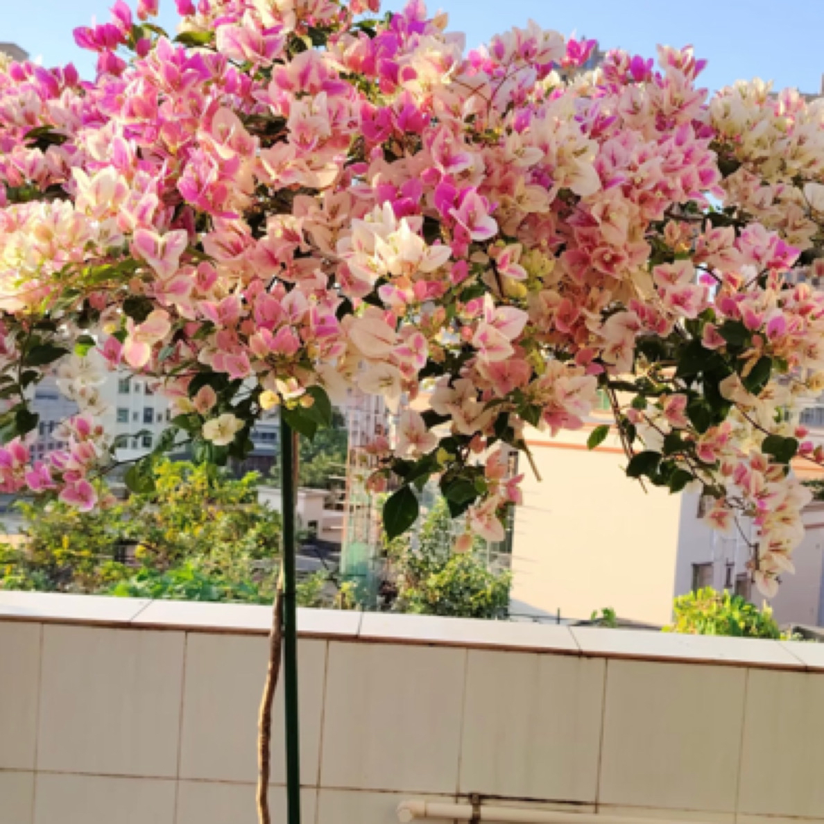 漳红樱百变花蝴蝶一年四季开花带花原盆发货绿植盆栽室内