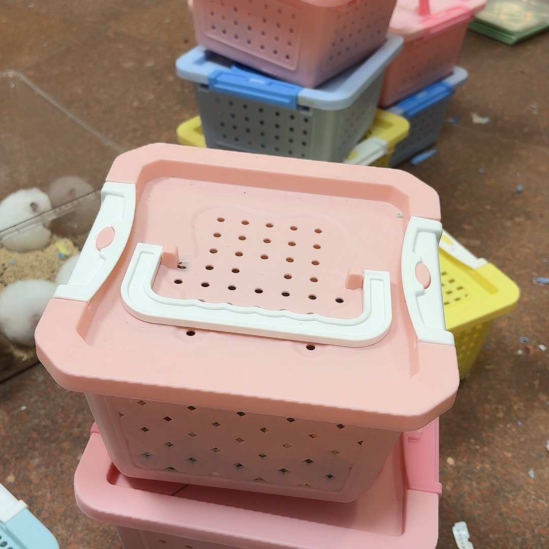 2个妹妹1个弟弟3只金丝熊