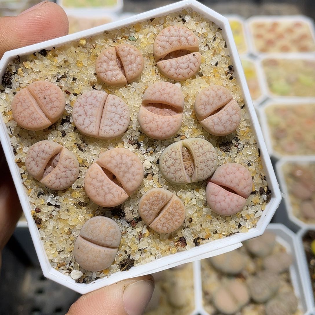 996当天凑满十八元包邮生石花