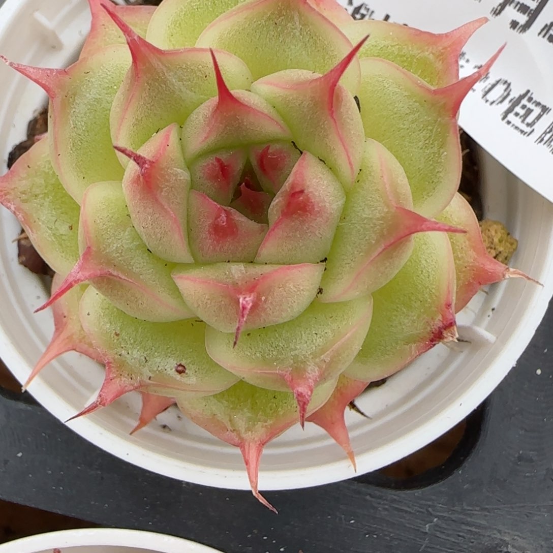 花语逸镜0129-527