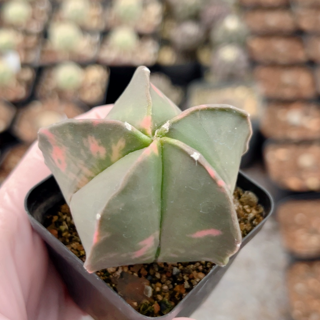 鸾凤玉锦实生仙人球