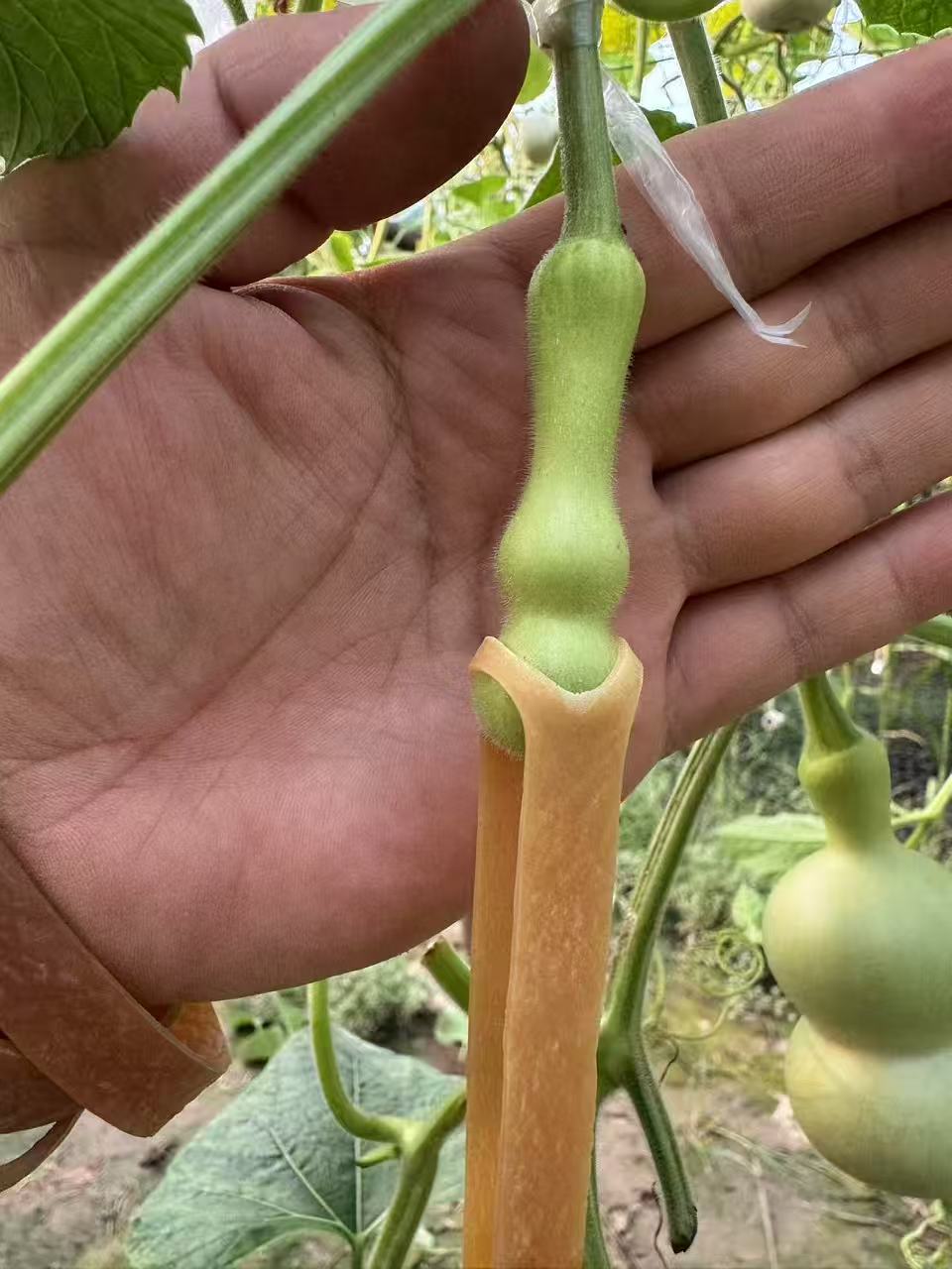 手把件葫芦一物一拍【直播间专属链接，非直播勿拍】