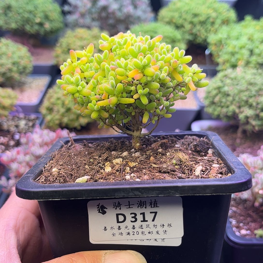 317蜜橘糖球枝干番杏