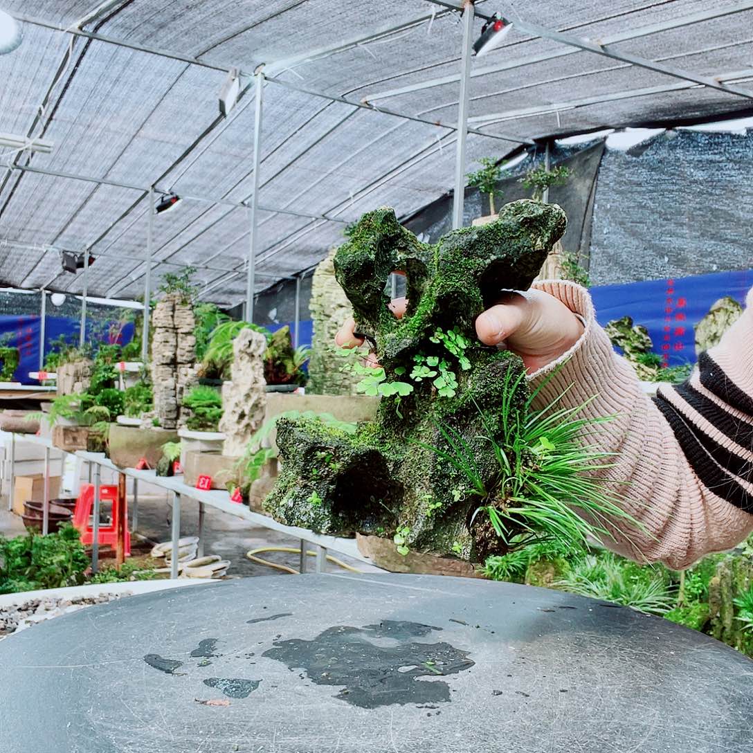 双****当前无花栽培后可以开花