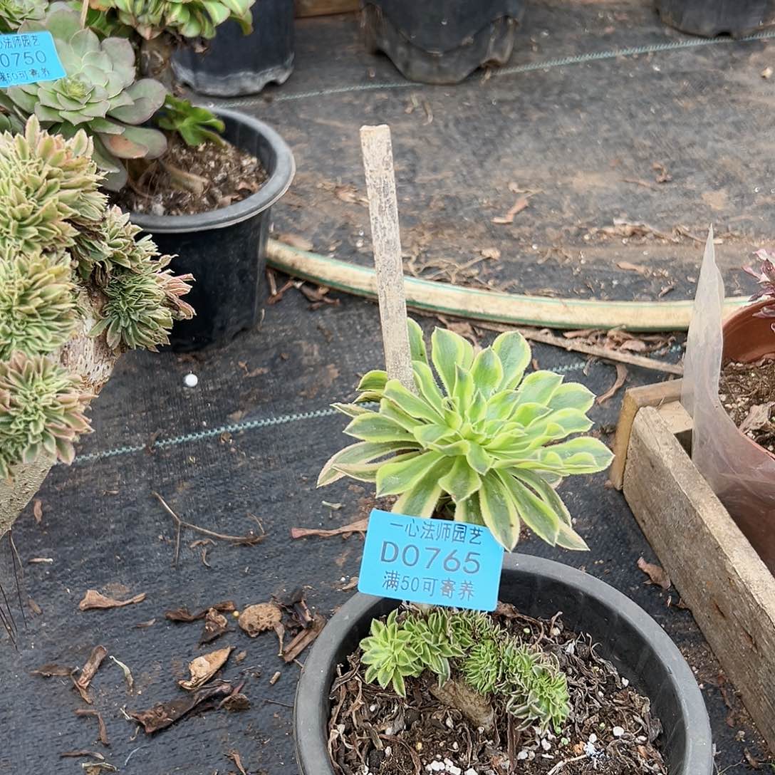 765多肉植物、小夕颜缀化