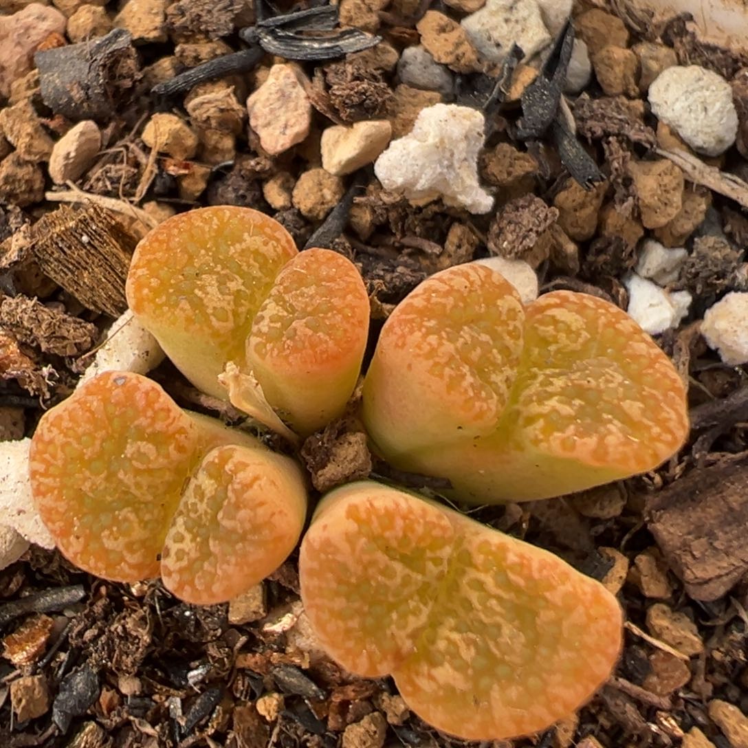 47多肉植物百科知识