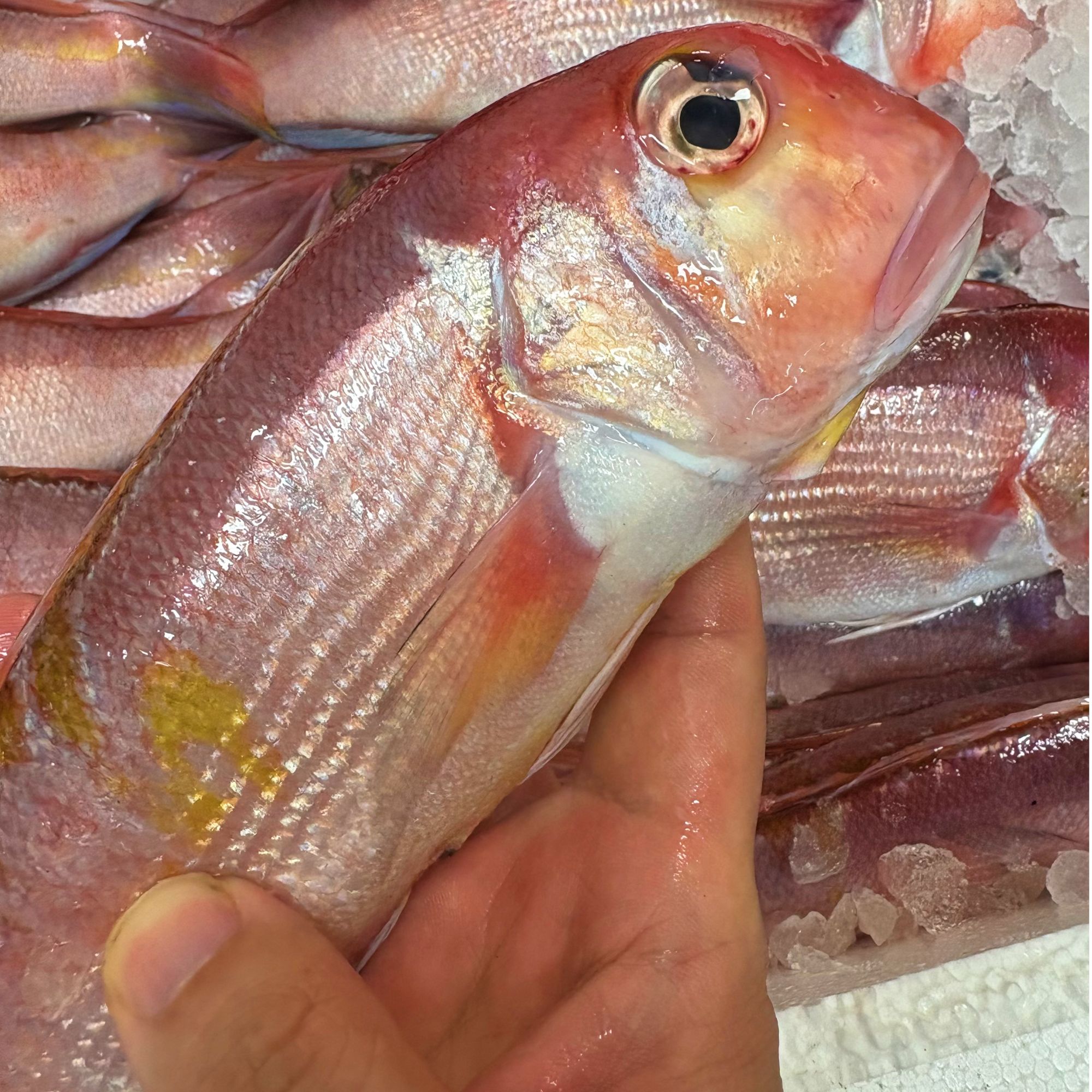 新鲜流网马头鱼，热气发货（5两左右/条），葱油 油煎味道好