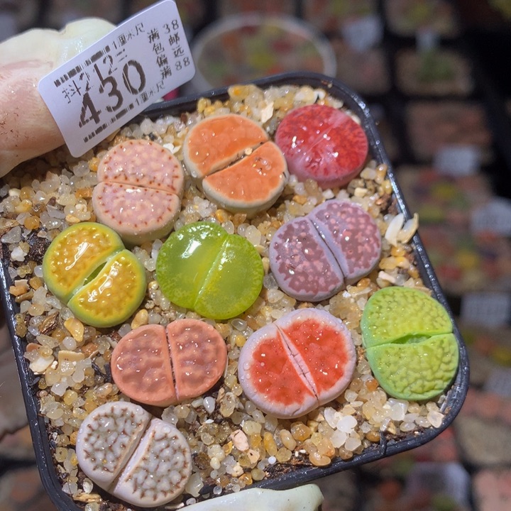 精品生生花212.430