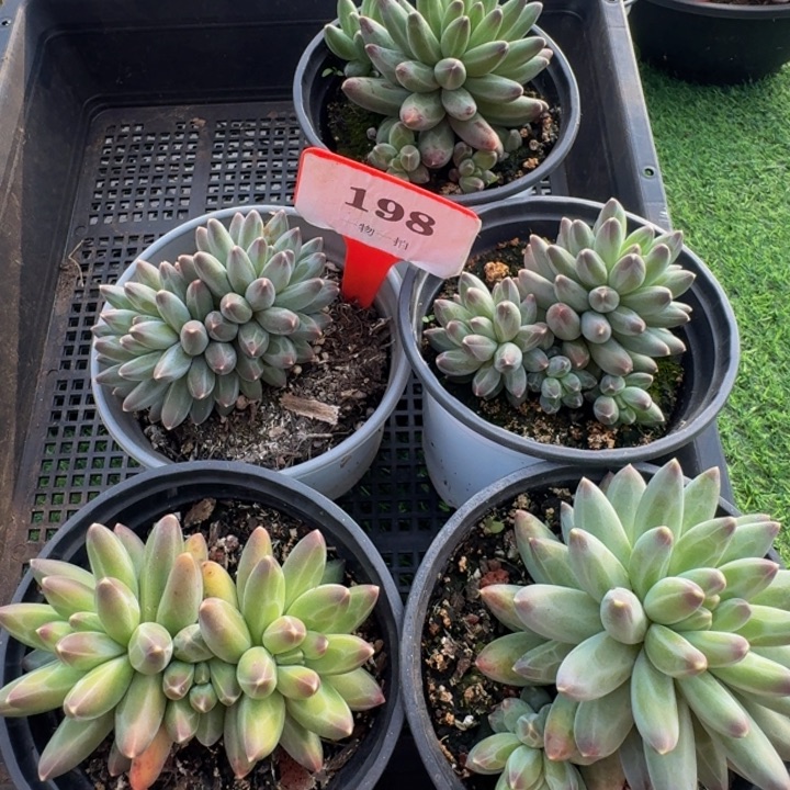 198多肉植物一物一拍