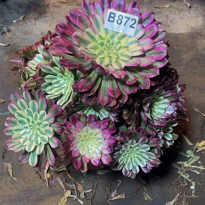 多肉法师872号水木年华发货不包损