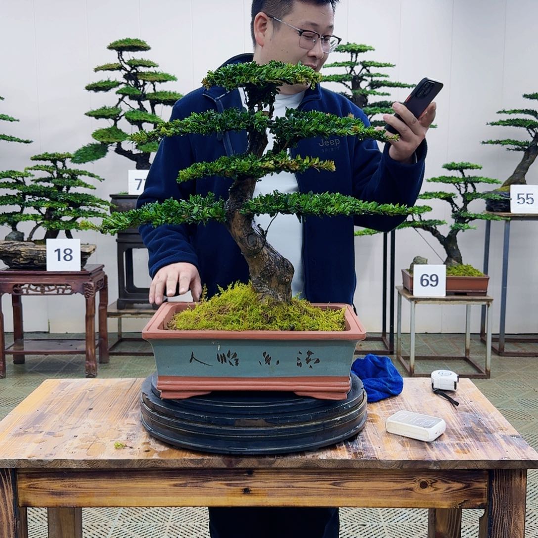 盆景罗汉松造型盆景