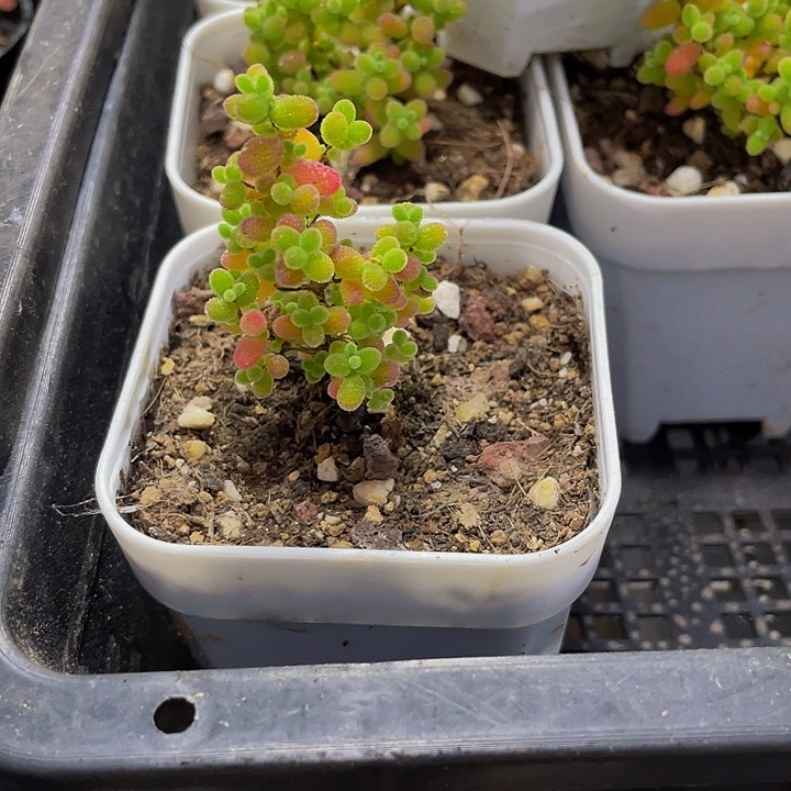 蜜橘糖球6.8带哦土发