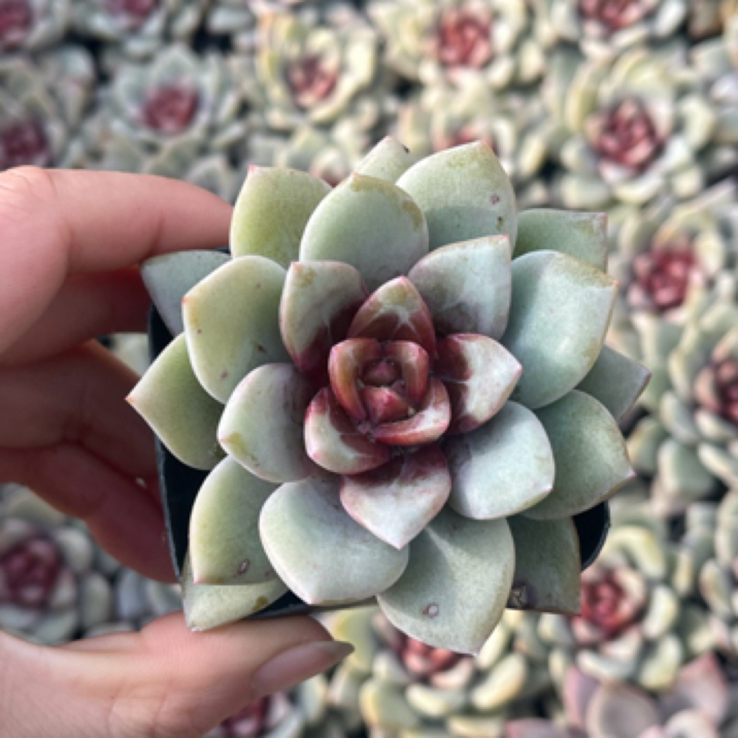 糖心德国香槟多肉植物一盆