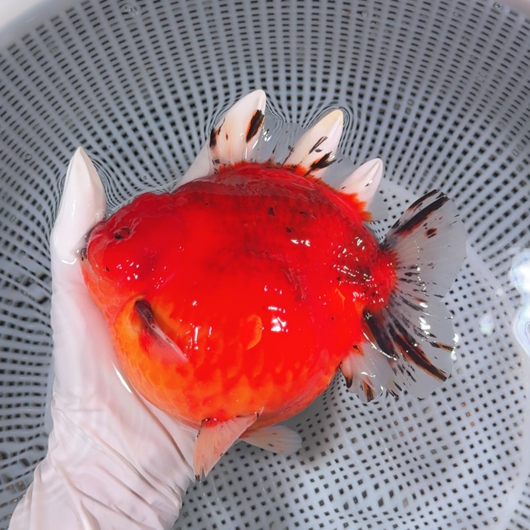 金鱼类不分公母15