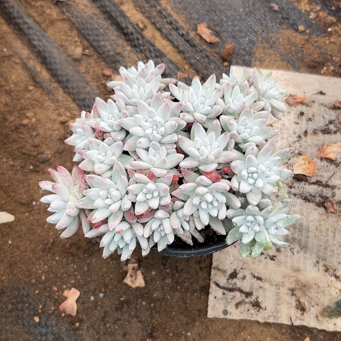 多肉植物多肉植物