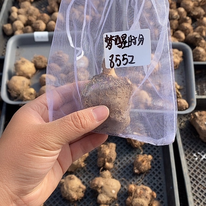 梦***分胡椒薄荷尾号8552禁退不售后