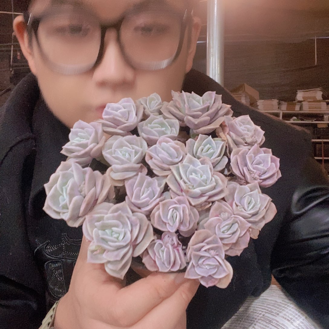 120盆可爱玫瑰带盆土特价