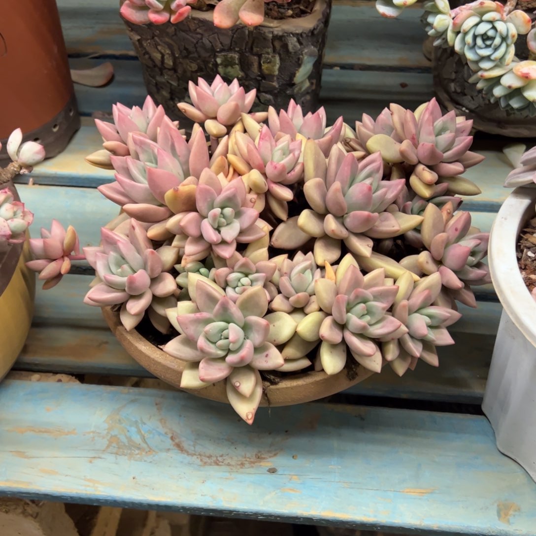 露养老桩脱土裸根桃花源