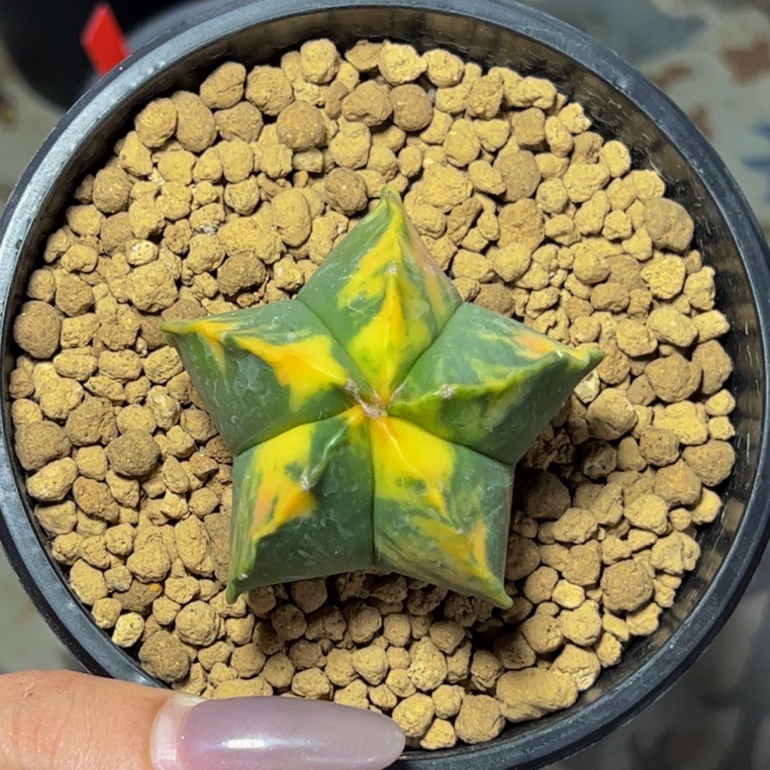 mmm鸾凤玉锦实生mmmm