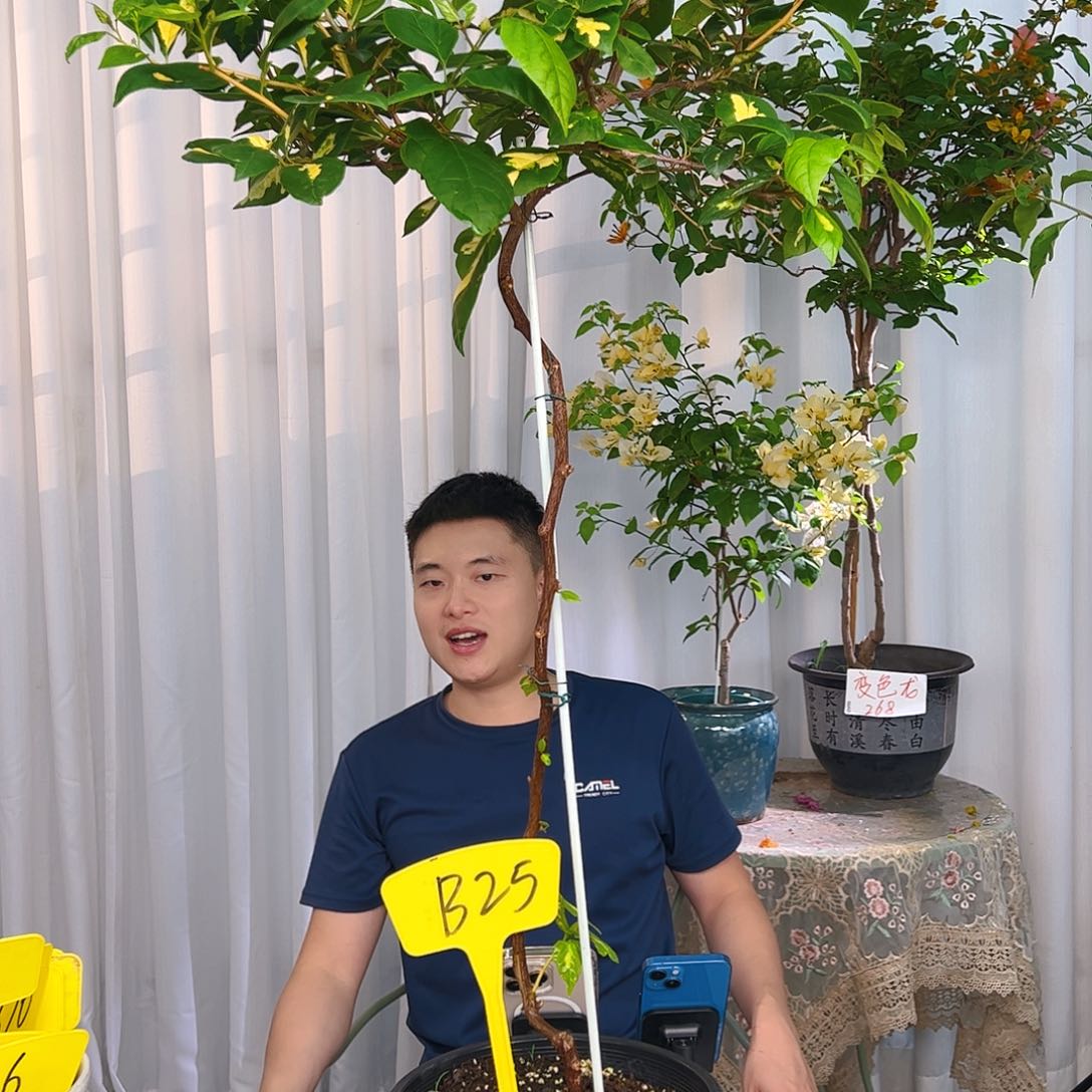 当前无花栽培后可以开花H*橙白b 25