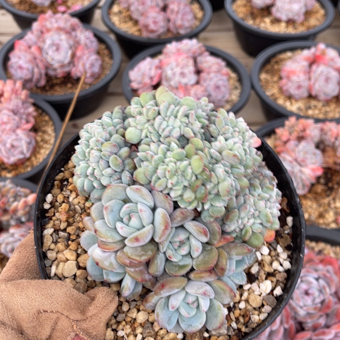 小脸星影缀化一物一拍