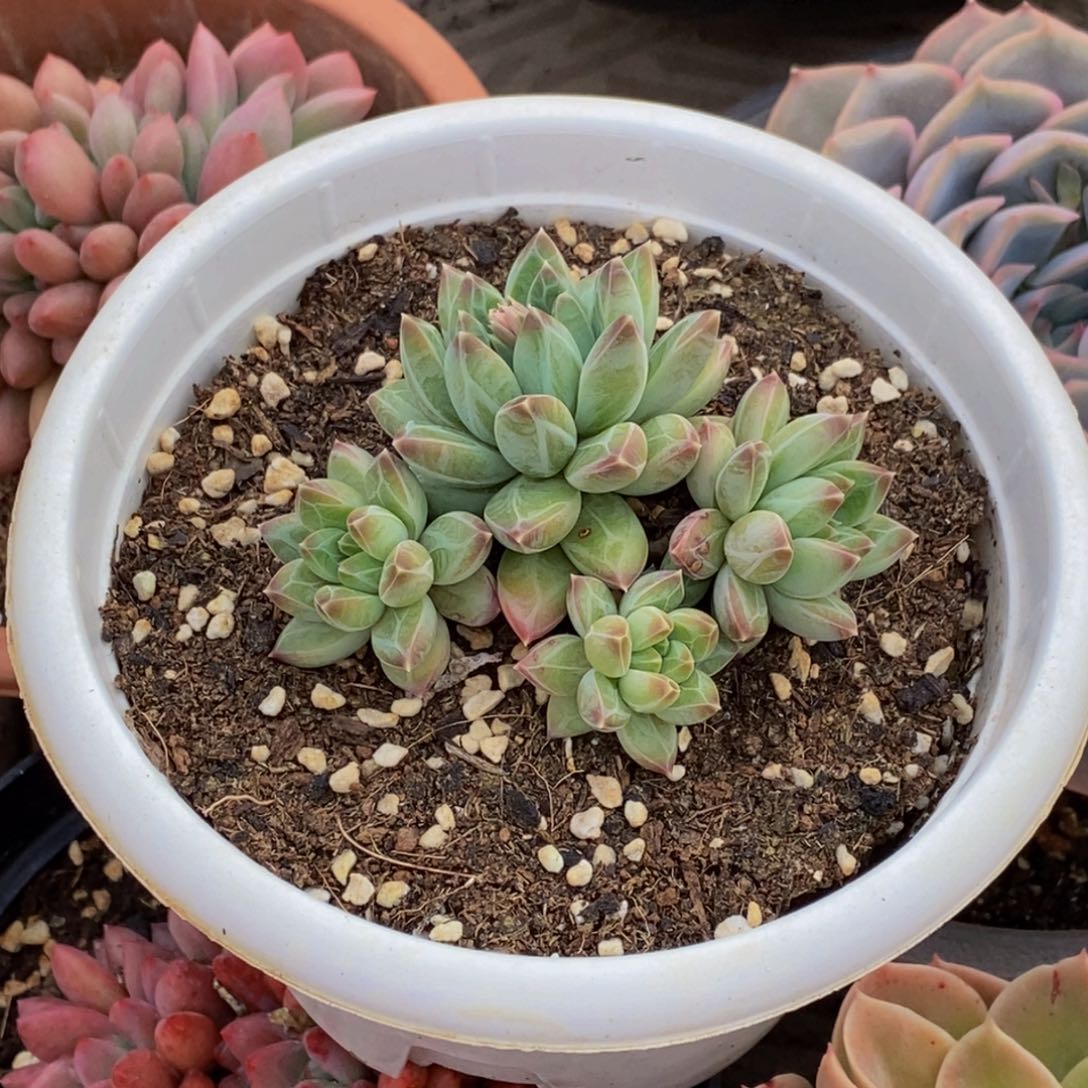 英*48包邮一物一拍多肉植物