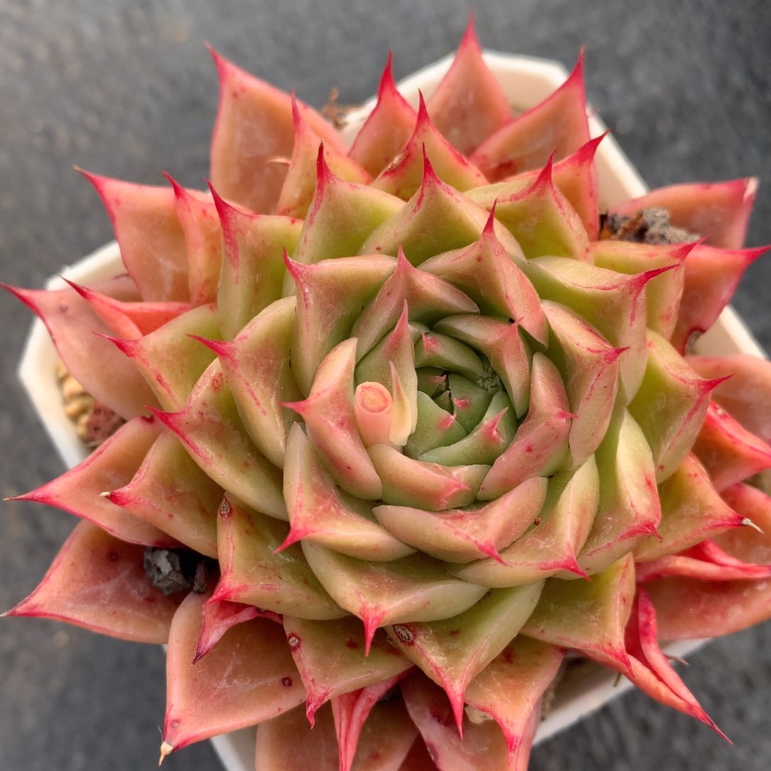 0203-63 海胆优选