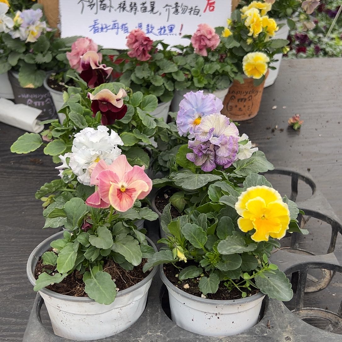 大部分花苞少量开放251号