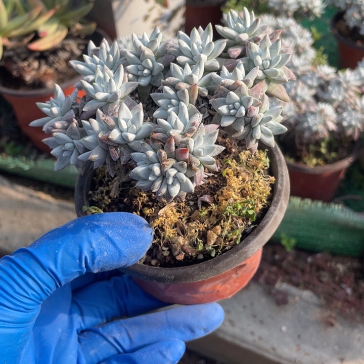 白菊15个头左右多肉