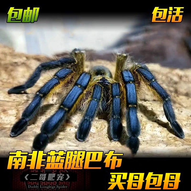 南非蓝腿巴布蜘蛛HP经典魔幻颜色漂亮纯正稳定艳丽好养