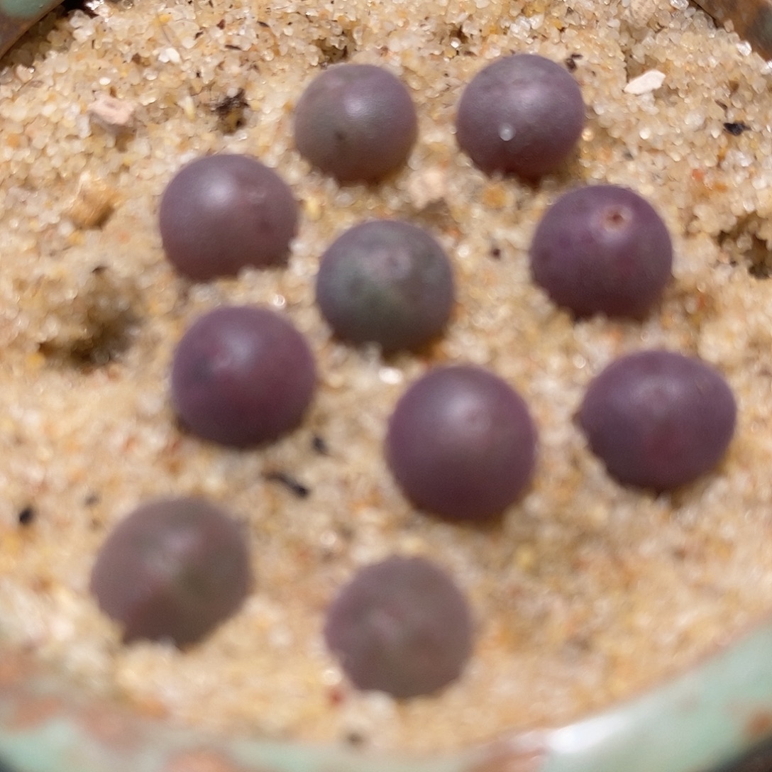 福利姬空蝉2颗。       