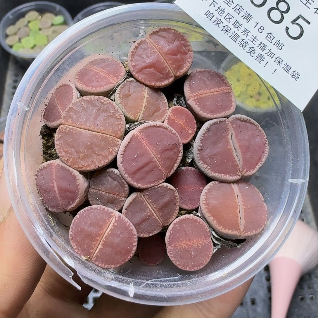 1685 哈哈哈哈哈哈哈哈哈哈哈