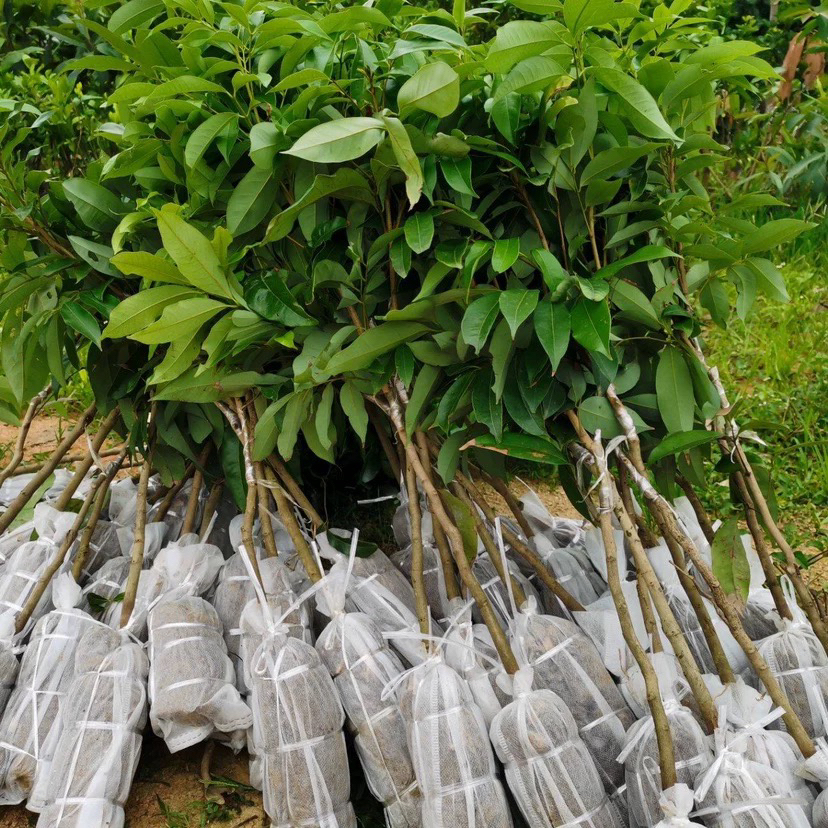 正宗无核荔枝树苗含冰荔妃子笑桂味可盆栽地栽