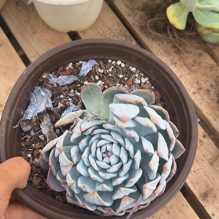 好***！多肉植物实物直播实物283
