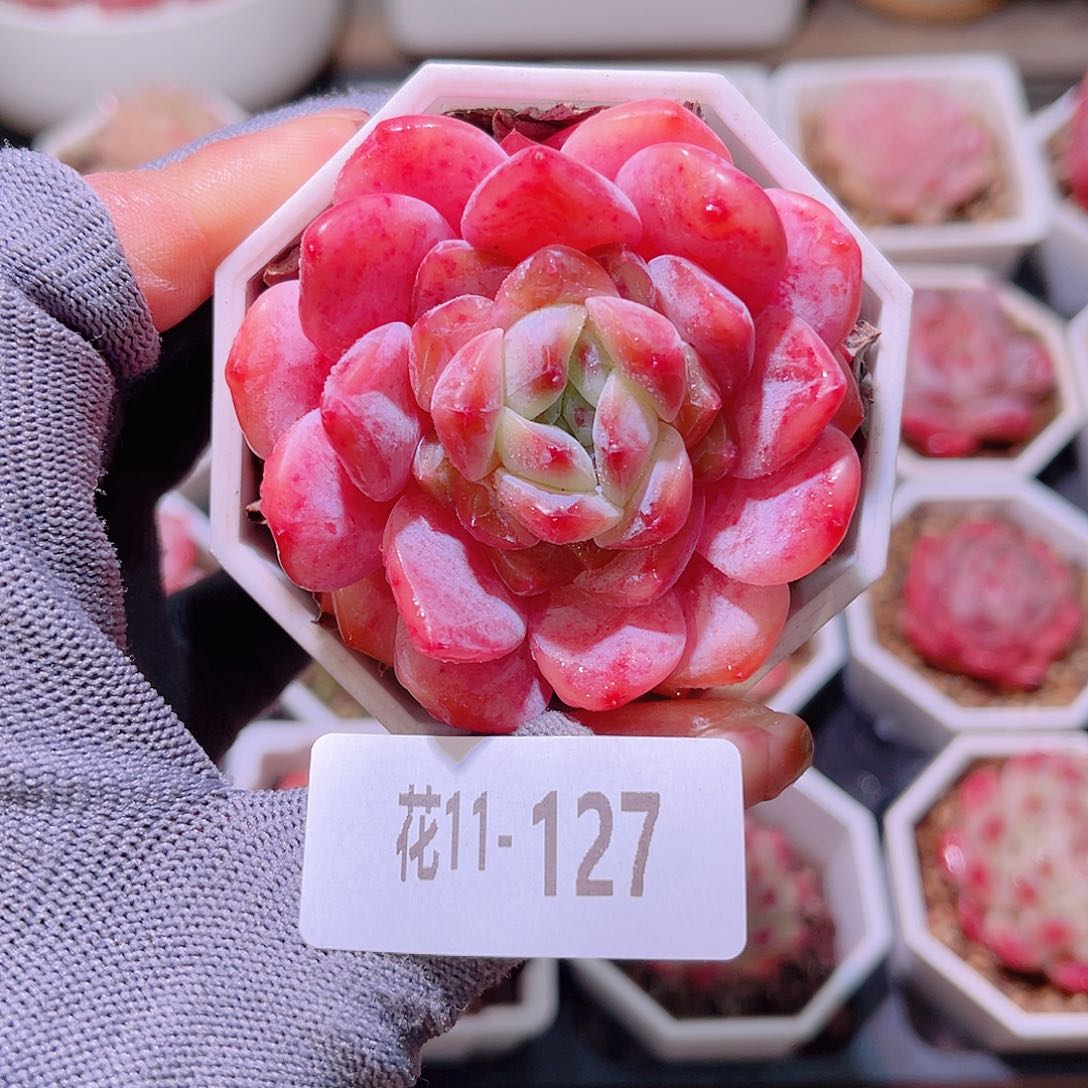 花11-127精选糖心