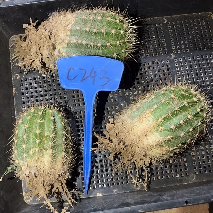 花**竟C243,春春三颗瑕疵