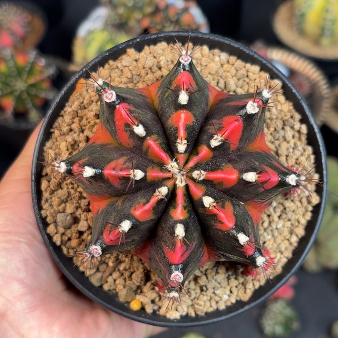 泰系米哈实生仙人球240