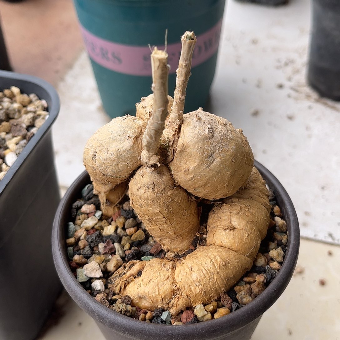 实生格尔格块根一物一拍