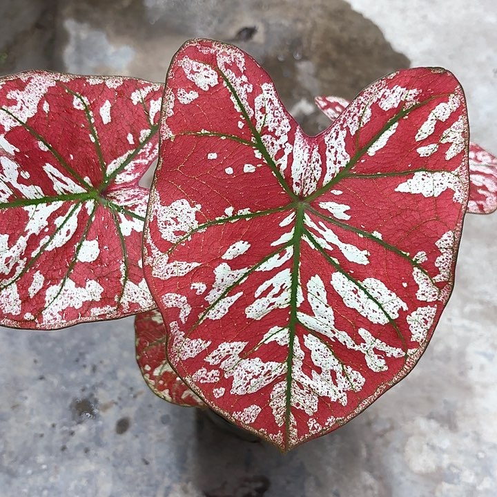 92-0210猩红玛丽彩叶芋广东现货