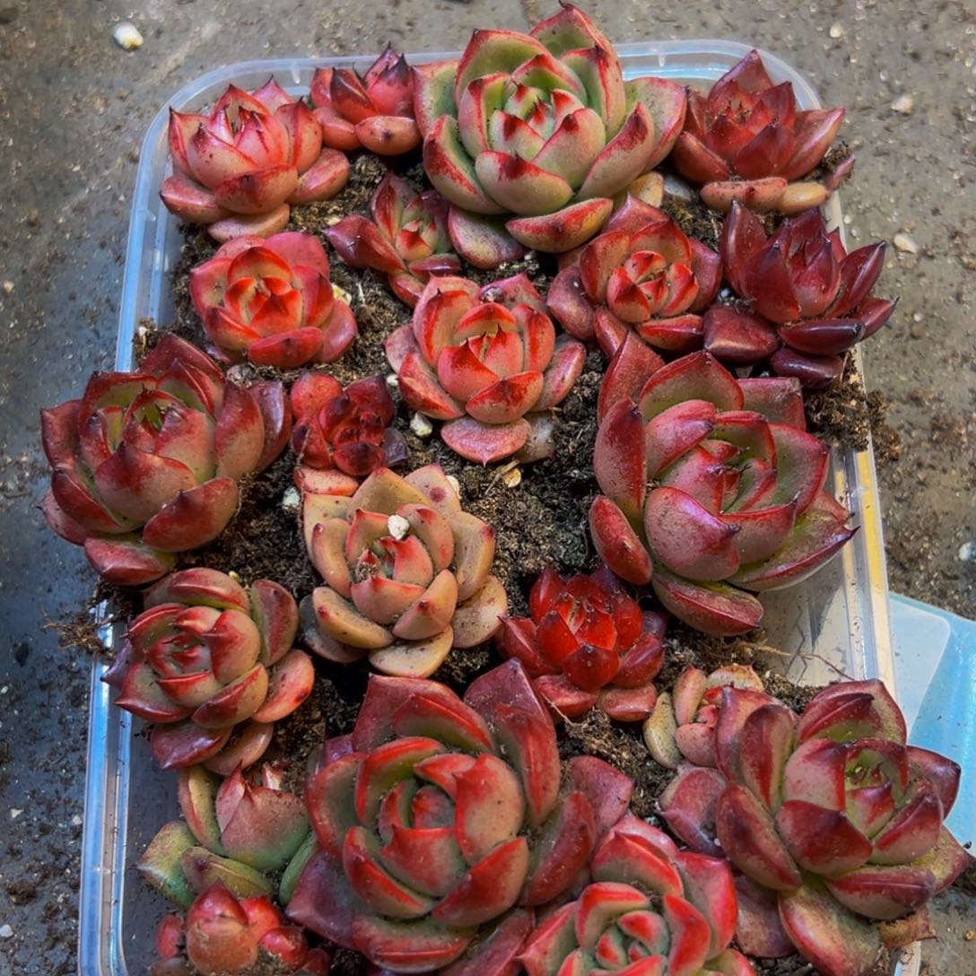 676的弟弟风风光光哈哈哈